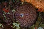 Ircinia felix eponge balle motifs hexagonaux-Bonaire Small wall-19m-20180219-Denis-ADER-DSC_6811_tn